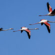 Flamants roses